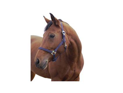 stajova klasicka ohlavka pro kone 1